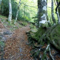 A Devesa da Rogueira