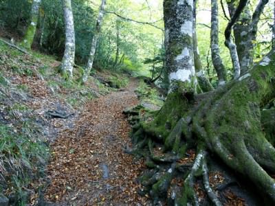 A Devesa da Rogueira
