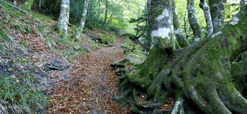 A Devesa da Rogueira