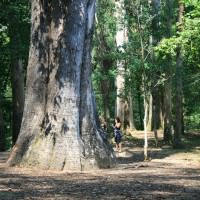 Os Eucaliptos de Chavín