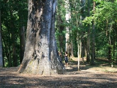 Os Eucaliptos de Chavín