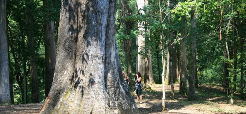 Os Eucaliptos de Chavín