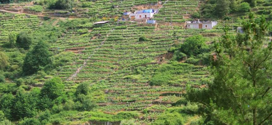 Ribeira Sacra