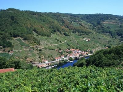 Viñedos